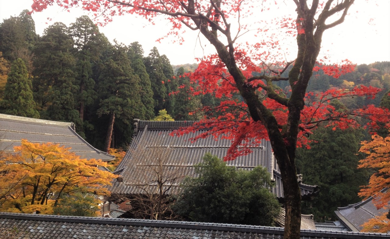 【時事】秋の永平寺～紅葉が美しい